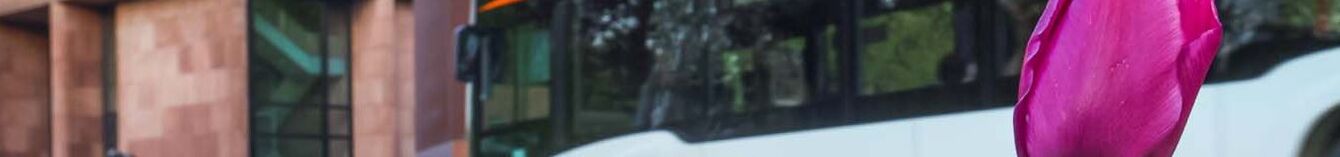 Ein Bus fährt zur Kunsthalle, Blumen im Vordergrund.