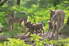 Die Wölfe im Tierpark Olderdissen. | Foto: Jörg Buschmann Die Wölfe im Tierpark Olderdissen.