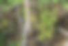 Symbolbild zur Spendenaktion für den Bielefelder Wald auf www.bielefeld-crowd.de | Baumsetzling im Wald
