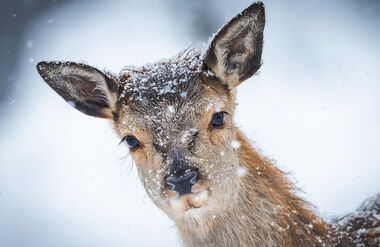 Der Tierpark-Kalender für 2026 ist da!