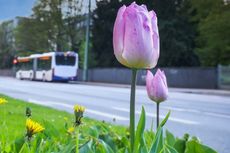 Frühlingsblumen an einer Straße, im Hintergrund fährt ein Bus.
