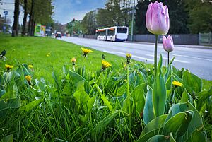 Frühlingsblumen an einer Straße, im Hintergrund fährt ein Bus.