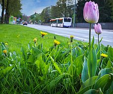 Frühlingsblumen an einer Straße, im Hintergrund fährt ein Bus.