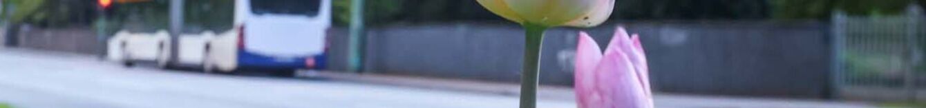 Fr&uuml;hlingsblumen an einer Stra&szlig;e, im Hintergrund f&auml;hrt ein Bus.