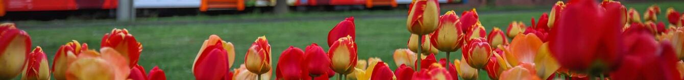 Eine Blumenwiese im Vordergrund, im Hintergrund fährt eine StadtBahn.