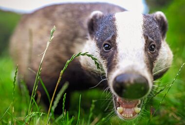 Tierpark Kalender 2021 ab sofort erhältlich