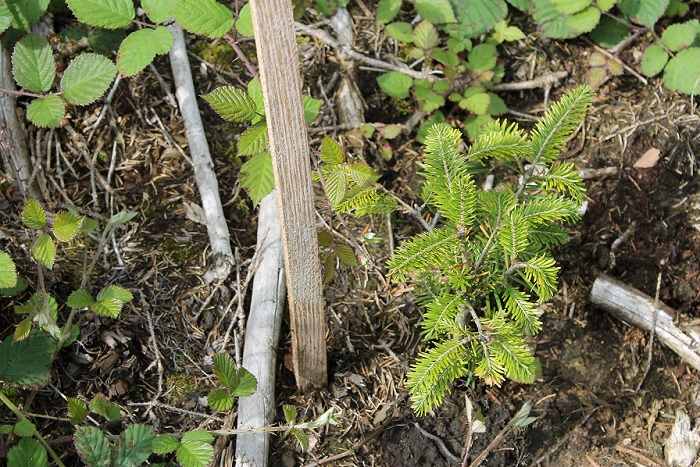 Symbolbild zur Spendenaktion für den Bielefelder Wald auf www.bielefeld-crowd.de | Baumsetzling im Wald