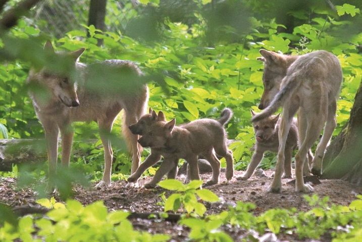 Die Wölfe im Tierpark Olderdissen. | Foto: Jörg Buschmann Die Wölfe im Tierpark Olderdissen.